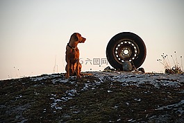 狗,匈牙利 viszla,该群岛