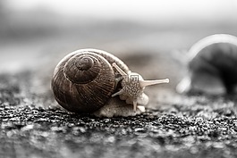 蝸牛,房子里的蝸牛,軟體動物