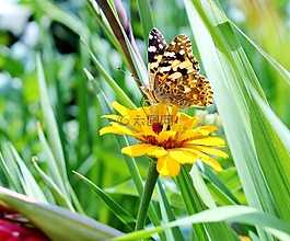 蝴蝶,夏天,花