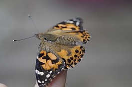 蝴蝶,手指,手