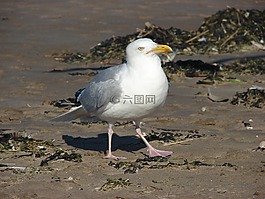 海鷗,鳥,性質