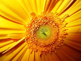 非洲菊,花,開花