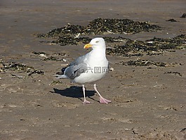 海鷗,海,蘇格蘭