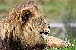 獅子,大貓,野生動物