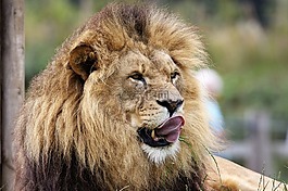 獅子,大貓,野生動物