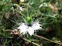 花,雄蕊,春