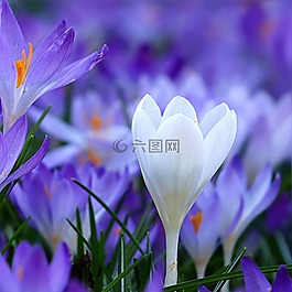 花,藏紅花,藍(lán)色