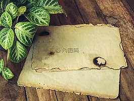 有機(jī),紙,葉子