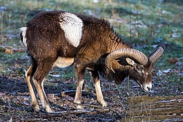 摩羯座,野生,動物