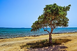 塞浦路斯,potamos liopetri,树
