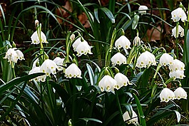 花,雪花,leucojum vernum