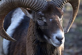 摩羯座,野生,動物