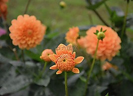 鲜花,按钮的花,芽
