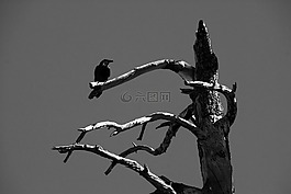 烏鴉,黑鳥,野生動(dòng)物