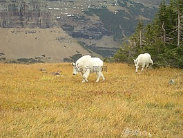 山羊,自然,動物