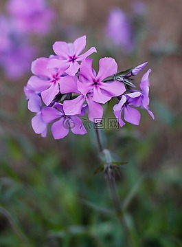 花,春,紫色