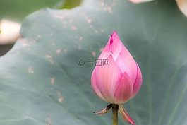 蓬勃發(fā)展,蓮花,越南