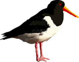 鳥,動物,可愛