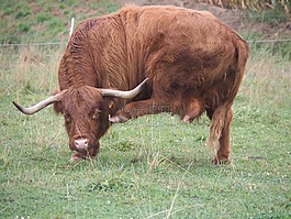 牛,牛肉,舞蹈