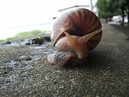蜗牛,软体动物,外壳