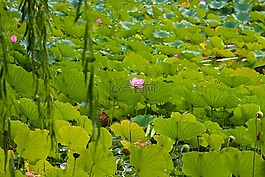 自然,蓮花,夏天