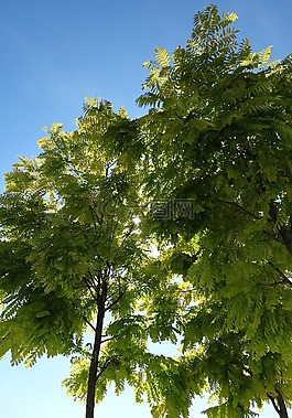 樹,綠色,藍藍的天空