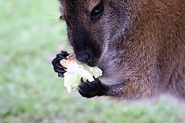 袋鼠,動物,哺乳動物