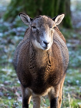 摩羯座,野生,動物