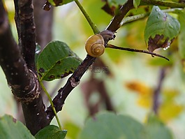 蝸牛,樹(shù),性質(zhì)