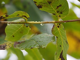 葉子,雨滴,背景