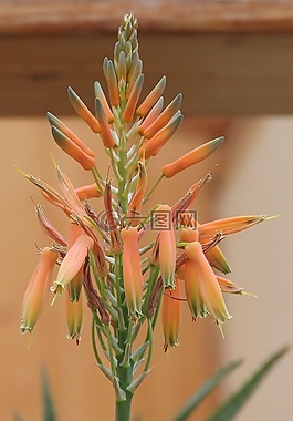 蘆薈,開花,盛開