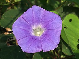牽牛花,藍(lán)色,花