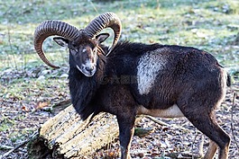 摩羯座,野生,動物