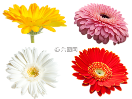 鮮花,非洲菊,傳輸
