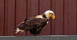 鷙鳥,猛禽,禿頭鷹