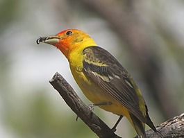鳥,多彩,野生動物