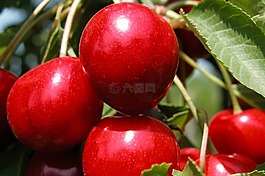 櫻桃,水果,夏天