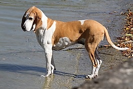 狗,水,湖