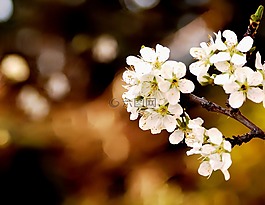春,鮮花,白色的花