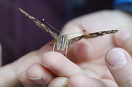 蝴蝶,漆女士,关闭