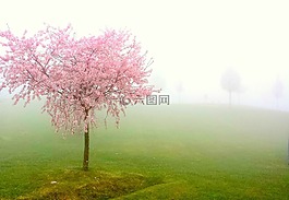 pesco,霧,布魯姆