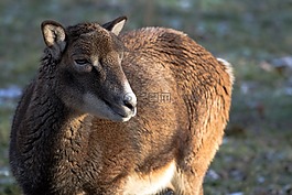 摩羯座,野生,動物