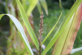 玉米,玉米棒,玉米籽粒