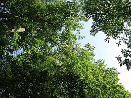 樹(shù),綠色,葉子