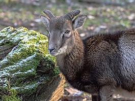 摩羯座,野生,動物