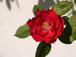 玫瑰,花,紅色