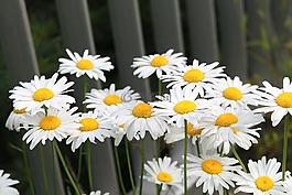 雛菊,花,盛開