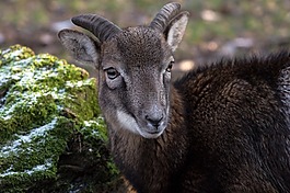 摩羯座,野生,動物