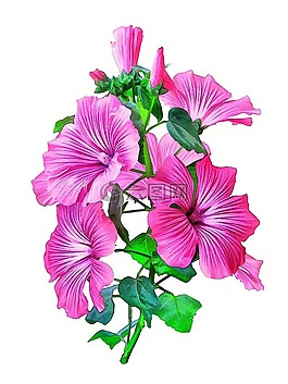 花葵,花卉,粉色