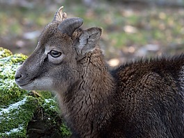 摩羯座,野生,動物